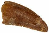Serrated Raptor Tooth - Real Dinosaur Tooth #333365-1